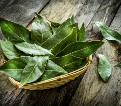 Close up view of fresh organic bay leaves on rustic wooden table. The bay leaves are places in a wicker basket. Predominant colors are green and brown. XXXL 42Mp studio photo taken with SONY A7rII and Zeiss Batis 40mm F2.0 CF
